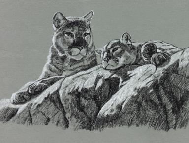 384x292 Cougar Sketch - Cougar Sketch