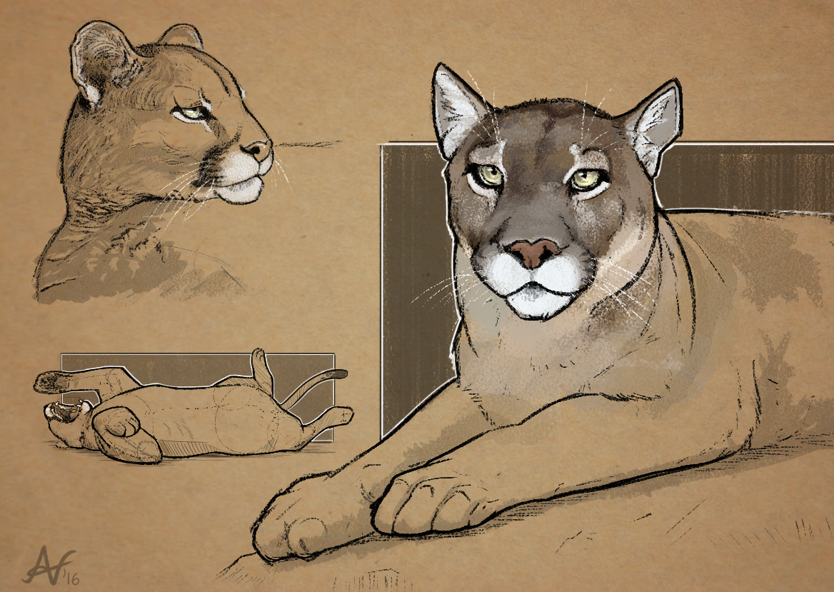 1168x829 Cougar Sketches Weasyl - Cougar Sketch