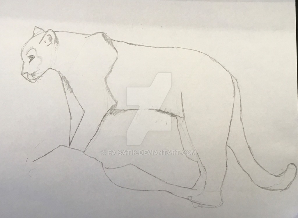 1024x750 Cougar Sketch By Faisatik - Cougar Sketch