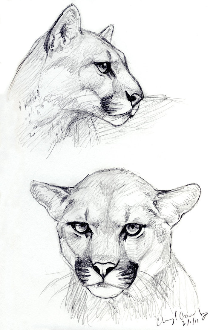 723x1104 Cougar Sketches By Silvercrossfox - Cougar Sketch