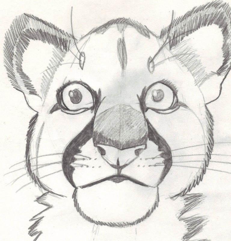 Cougar Sketch at PaintingValley.com | Explore collection of Cougar Sketch