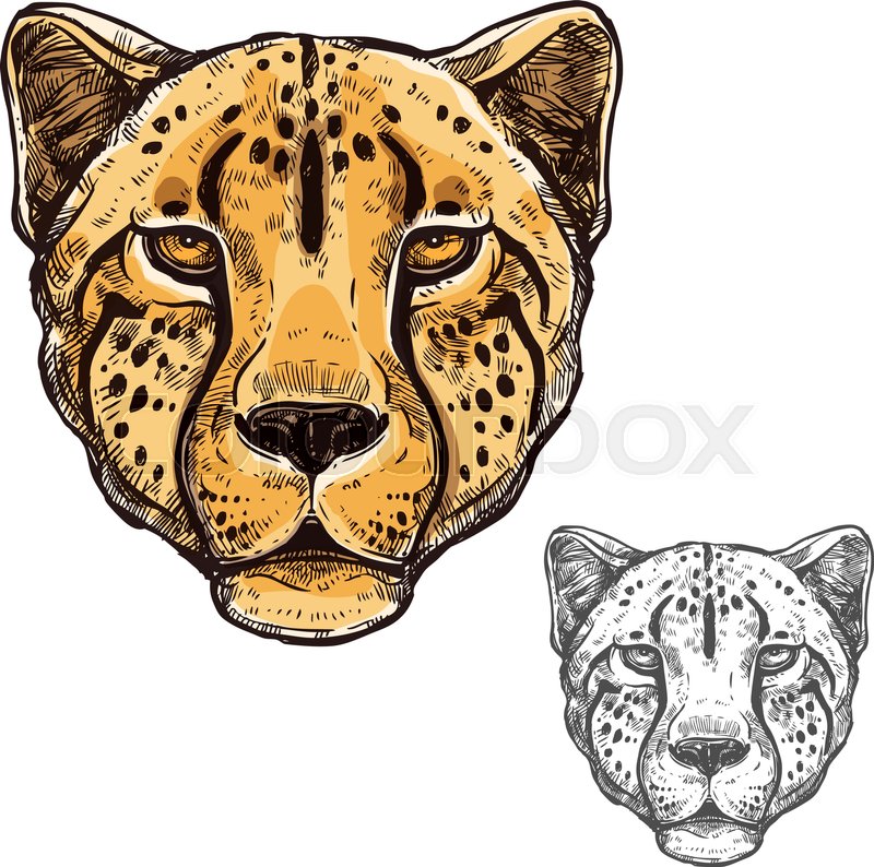 800x794 Cheetah African Wild Animal Head Or Leopard Muzzle Sketch. Vector - Cougar Sketch
