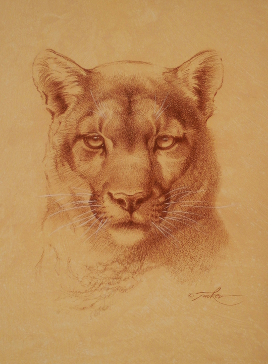 531x720 Terakedis Fine Art And Jewelry - Cougar Sketch