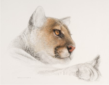 452x350 Wildlife Artist David N. Kitler - Cougar Sketch