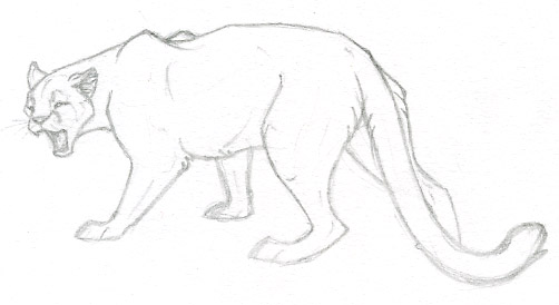 502x274 Cougar Sketch Thing Yo By Dunewolf - Cougar Sketch