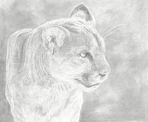300x246 Cougar Drawings Fine Art America - Cougar Sketch