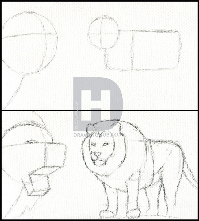 649x720 How To Sketch A Lion, Step By Step, Drawing Guide, By Finalprodigy - Couple Sketch Pictures
