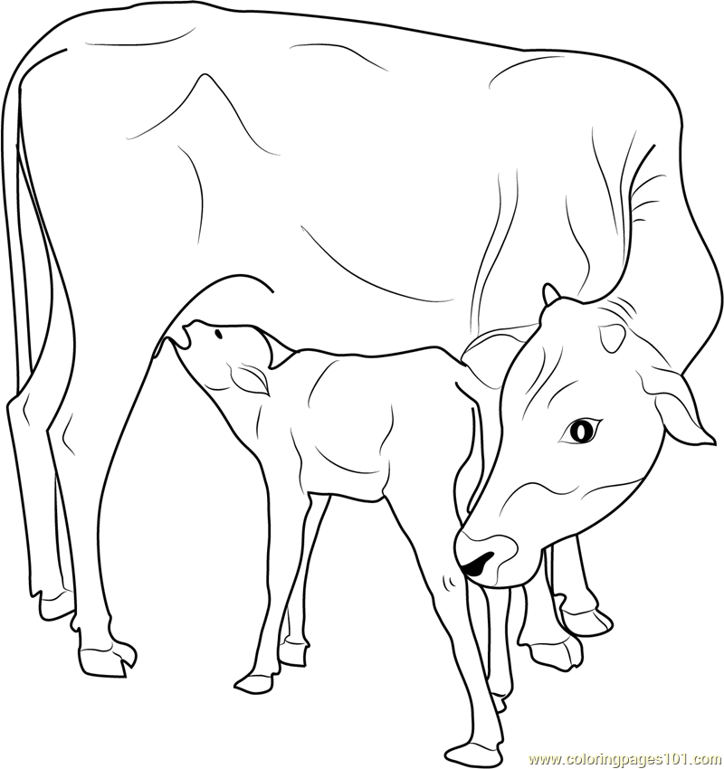 800x850 Collection Of Free Calces Clipart Coloring Page. Download On Ubisafe - Cow And Calf Sketch