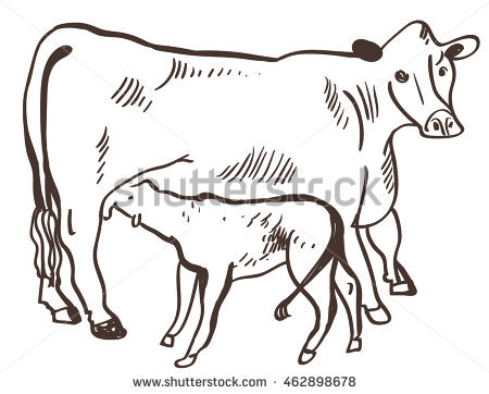 450x362 Collection Of Free Calxes Clipart Sketch. Download On Ubisafe - Cow And Calf Sketch