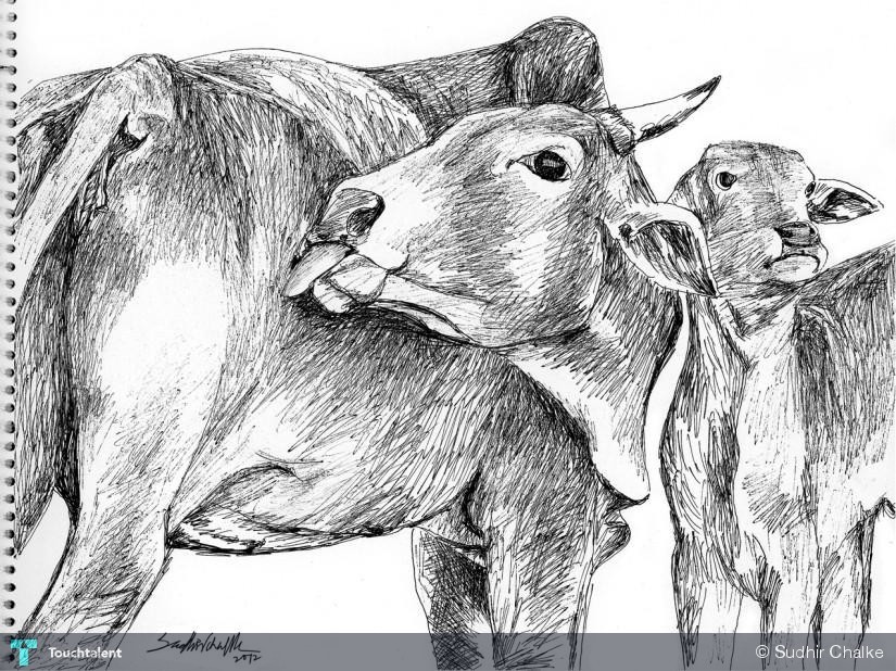 Cow And Calf Sketch at Explore collection of Cow