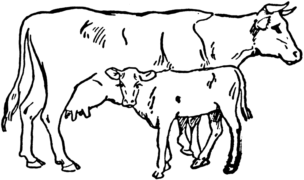 1024x606 Cow And Calf Clipart Etc - Cow And Calf Sketch