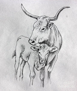 256x300 Cow Calf Drawings - Cow And Calf Sketch