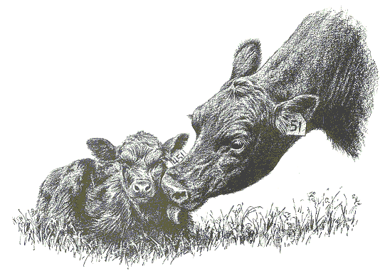 541x388 Angus Clip Art - Cow And Calf Sketch