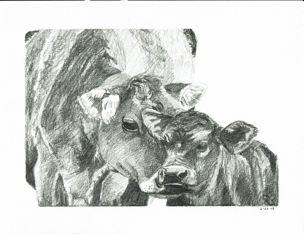 1037x800 Quick Sketch Of A Cow And Calf - Cow And Calf Sketch