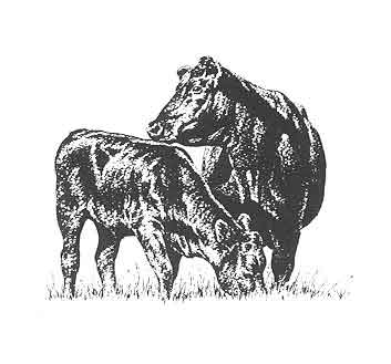 353x329 Angus Clip Art - Cow And Calf Sketch