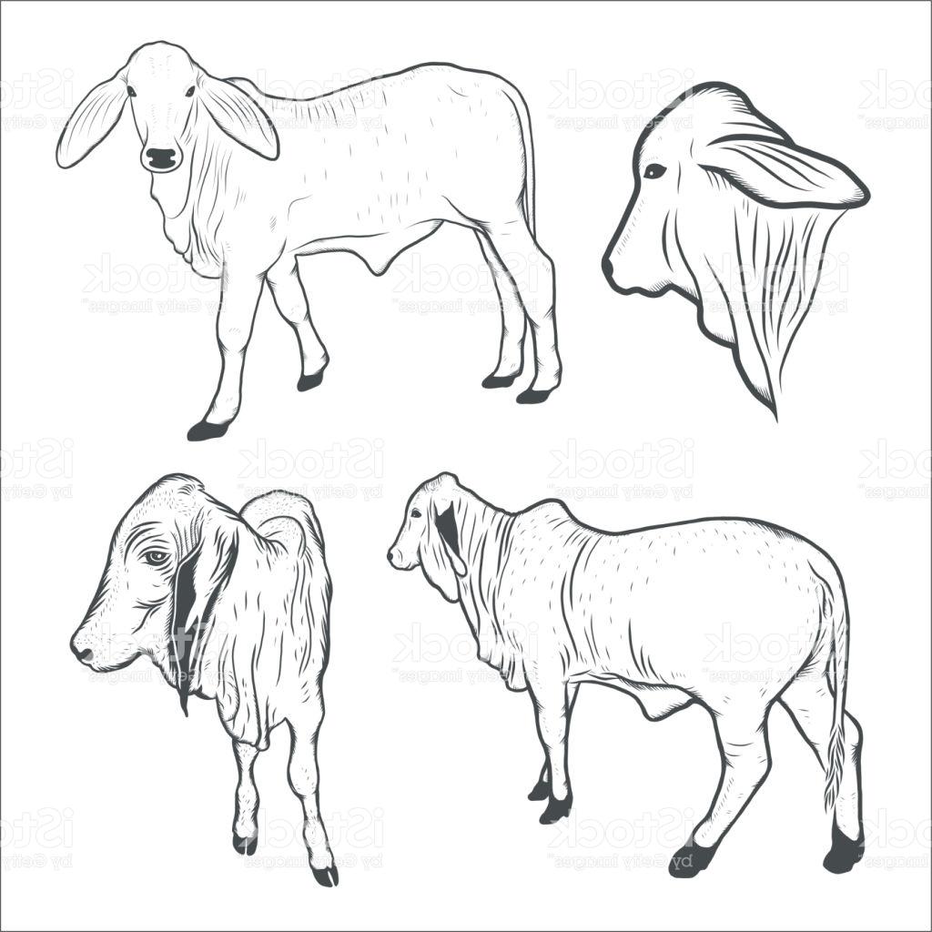 1024x1024 Best 15 Cow Calf Drawing Vector Illustration Image - Cow And Calf Sketch