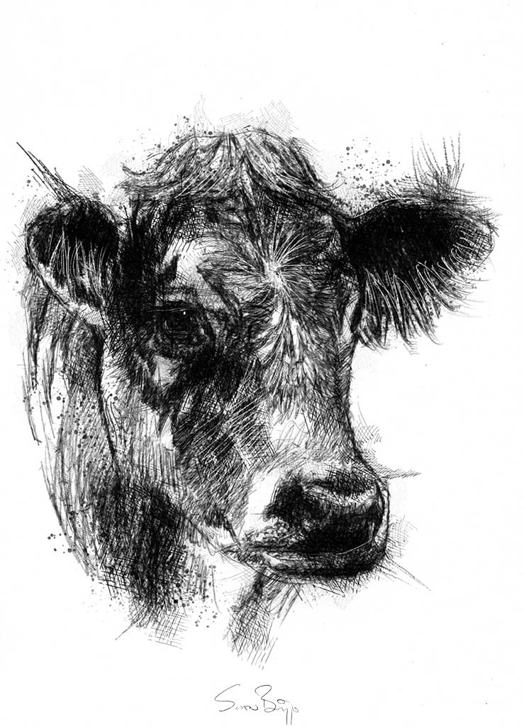 739x1024 Cow Face Seanbriggs - Cow Face Sketch