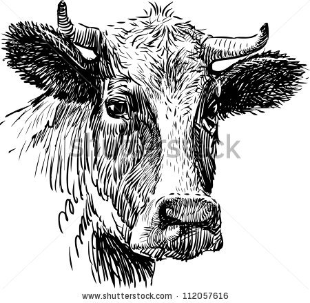 450x439 Drawn Cattle Face 3280816 - Cow Face Sketch