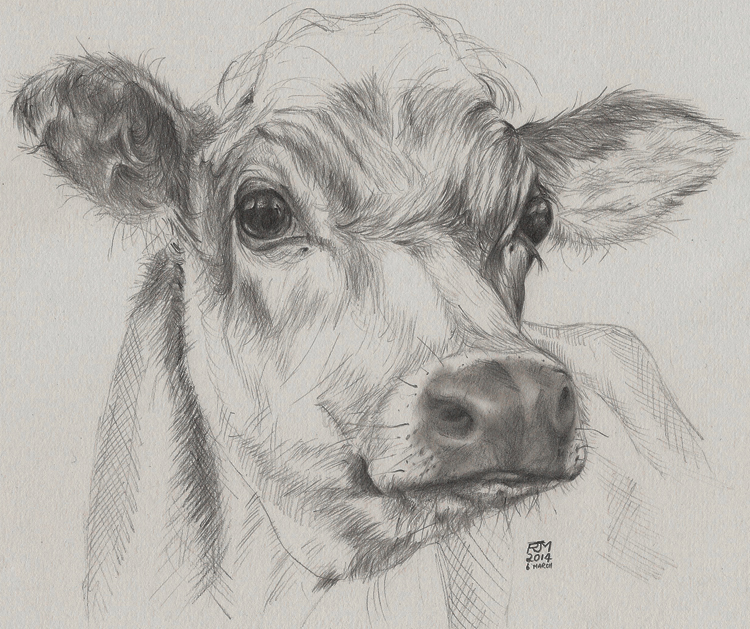 750x629 Drawn Cow Pencil Sketch - Cow Face Sketch