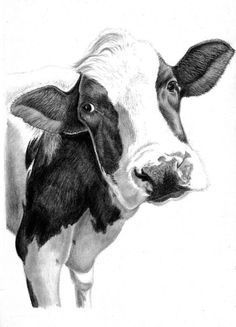 236x327 Image Result For Step By Step Cow Drawing Face Animal Painting - Cow Face Sketch