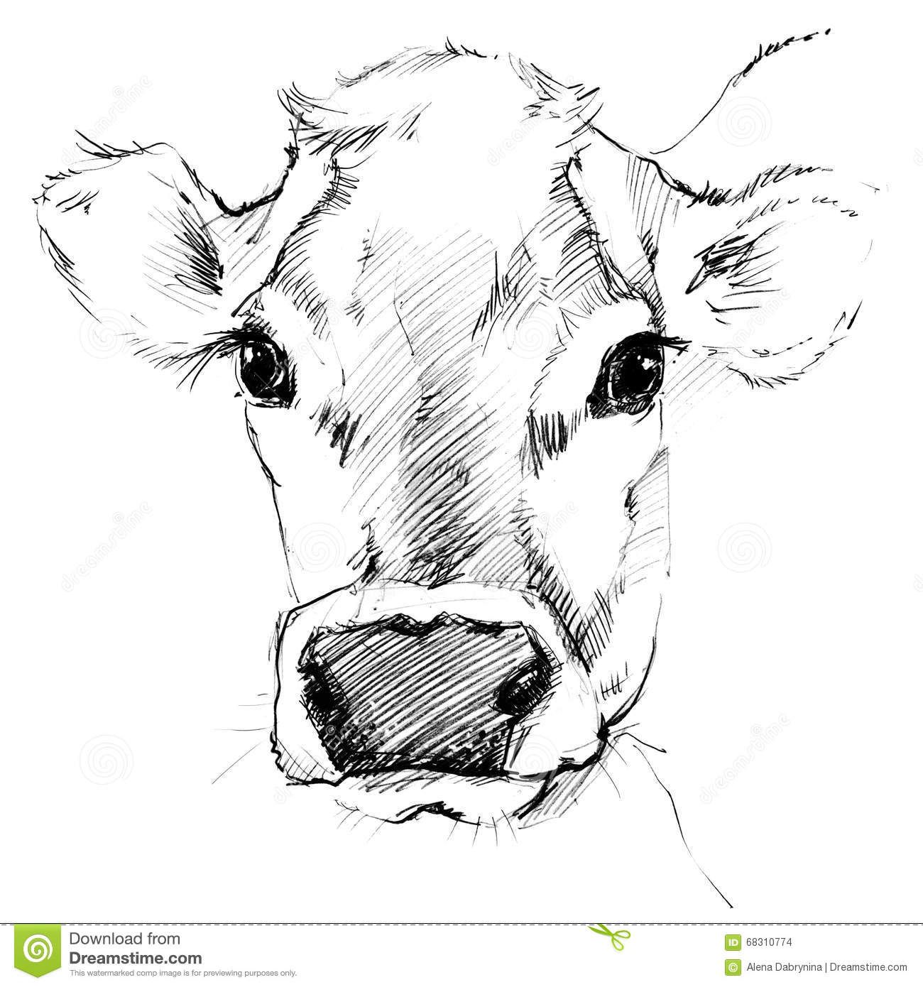 1300x1390 Image Result For Step By Step Cow Drawing Face Cows - Cow Face Sketch