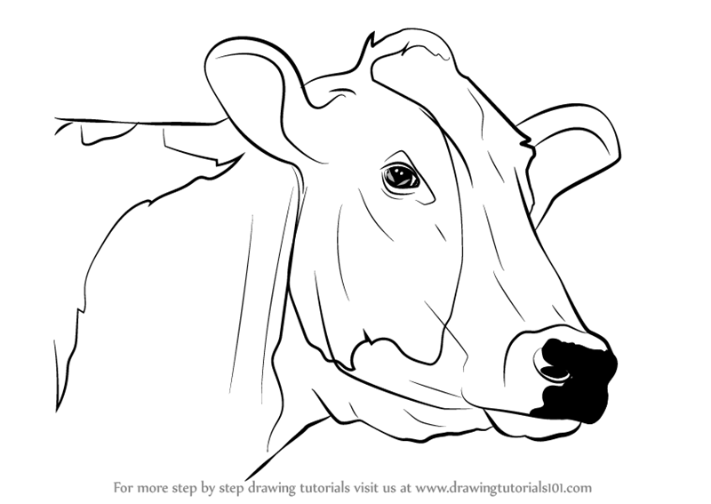 800x567 Learn How To Draw A Cow Face (Animal Faces) Step By Step Drawing - Cow Face Sketch