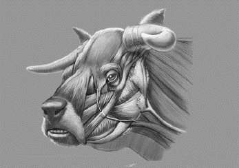 347x244 Secrets Of Extinct Cow With Face Like A Bulldog Revealed - Cow Face Sketch