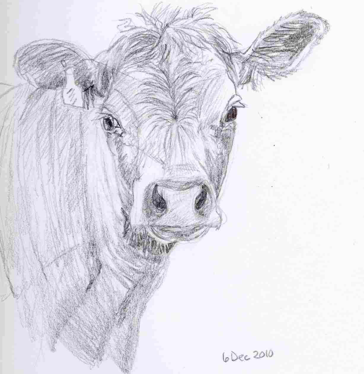 1228x1264 Black Realistic Cow Face Drawing White Sketch S Vector Stock - Cow Face Sketch