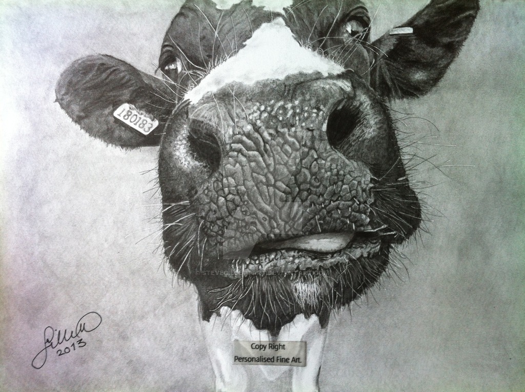 1024x765 Drawn Cow Pencil Sketch Free Collection Download And Share Drawn - Cow Head Sketch