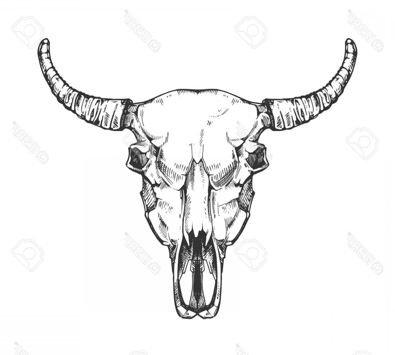 1560x1404 Photostock Vector Vintage Buffalo Skull Vector Sketch Bull Animal - Cow Head Sketch