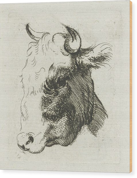 477x618 Study Sheet With A Cows Head Drawing By D. Merrem - Cow Head Sketch