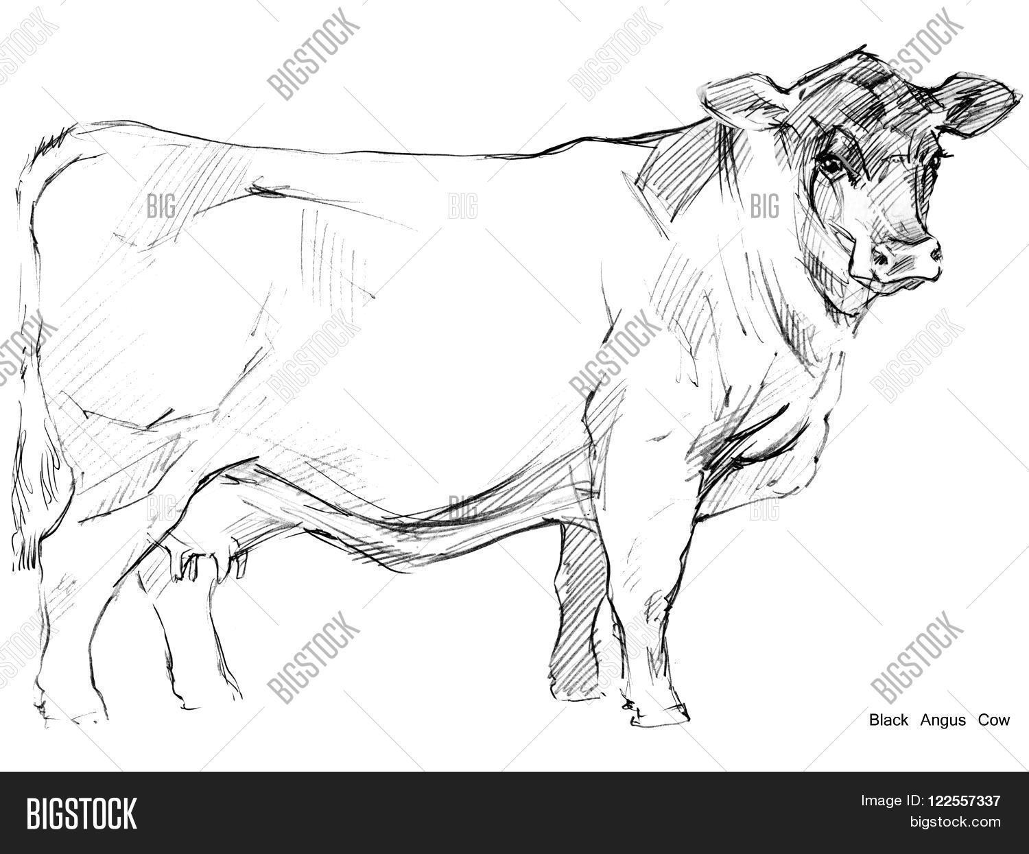 1500x1245 Cow Pencil Sketch Cow. Cow Sketch. Dairy Image Photo (Free Trial - Cow Pencil Sketches