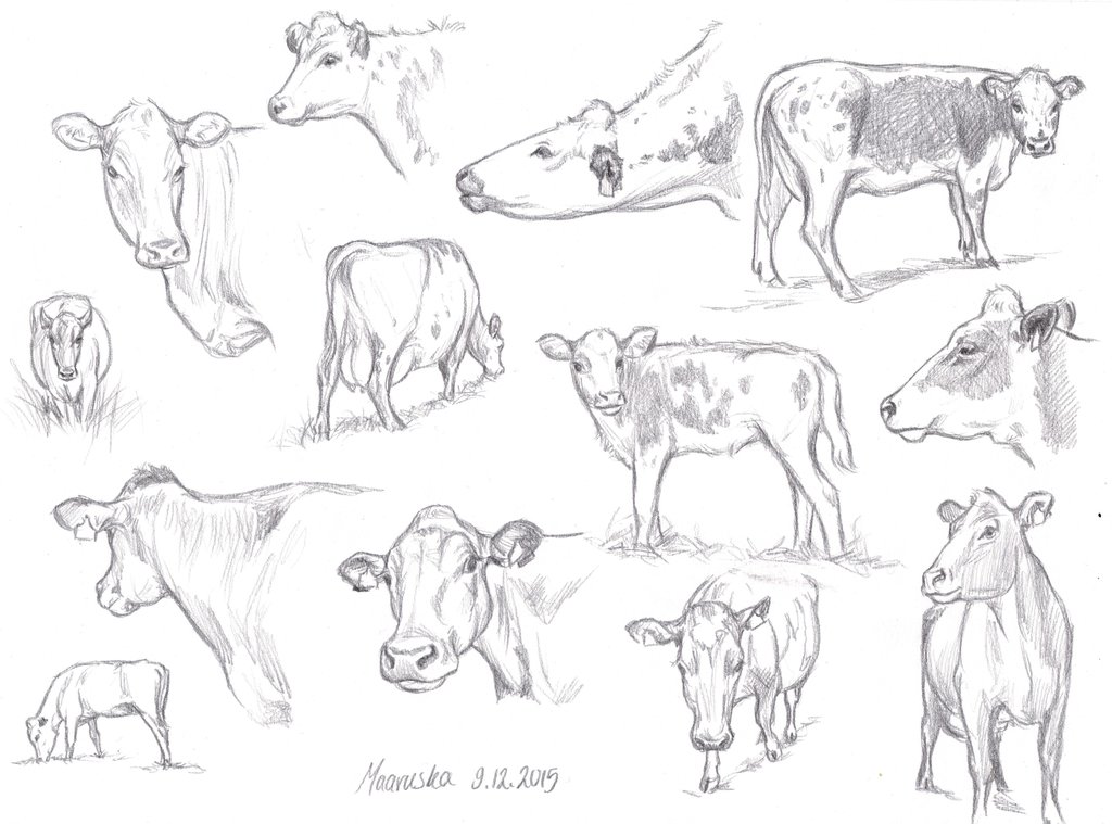 1024x759 Cow Sketches Pencil (1) By Nillamustikka - Cow Pencil Sketches