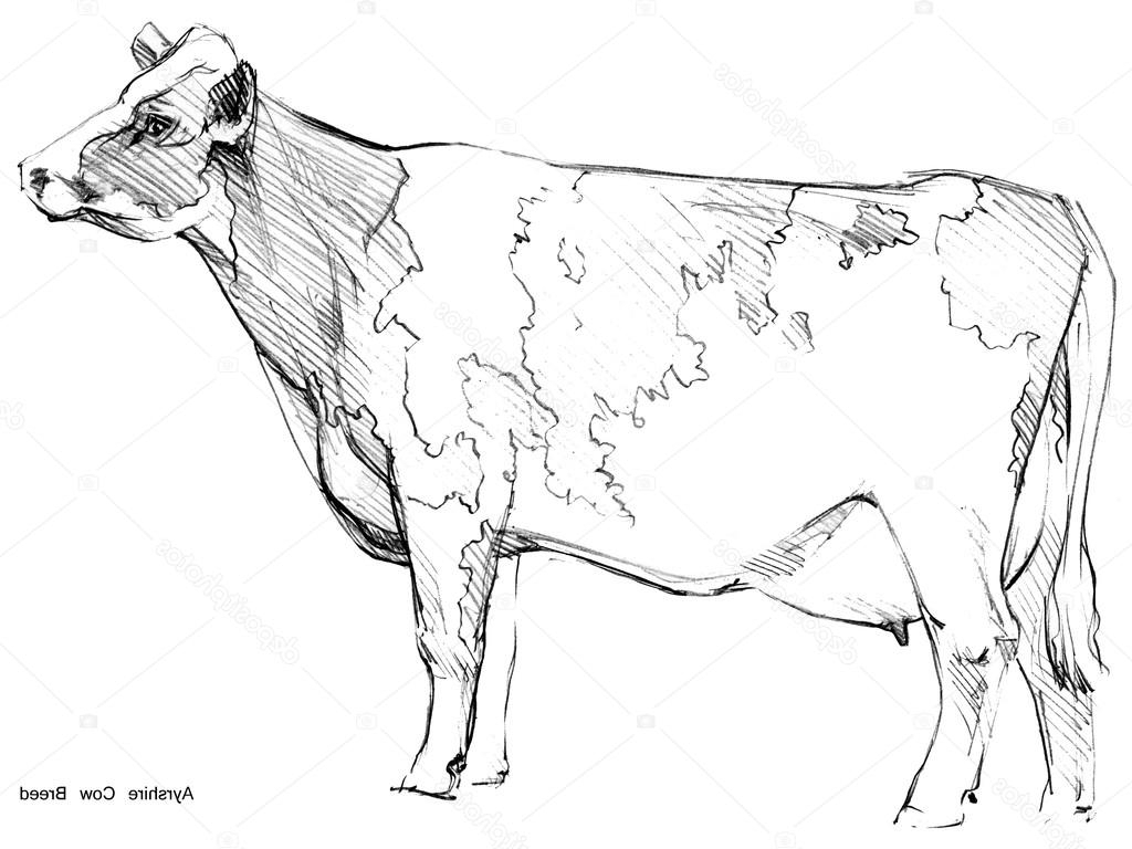 Cow Pencil Sketches at PaintingValley.com | Explore collection of Cow ...