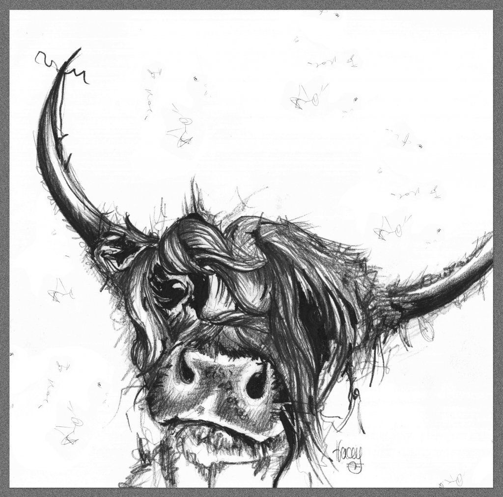 1024x1013 Highland Cow Pencil Sketch, Blank Tracey Russell Drawn From - Cow Pencil Sketches
