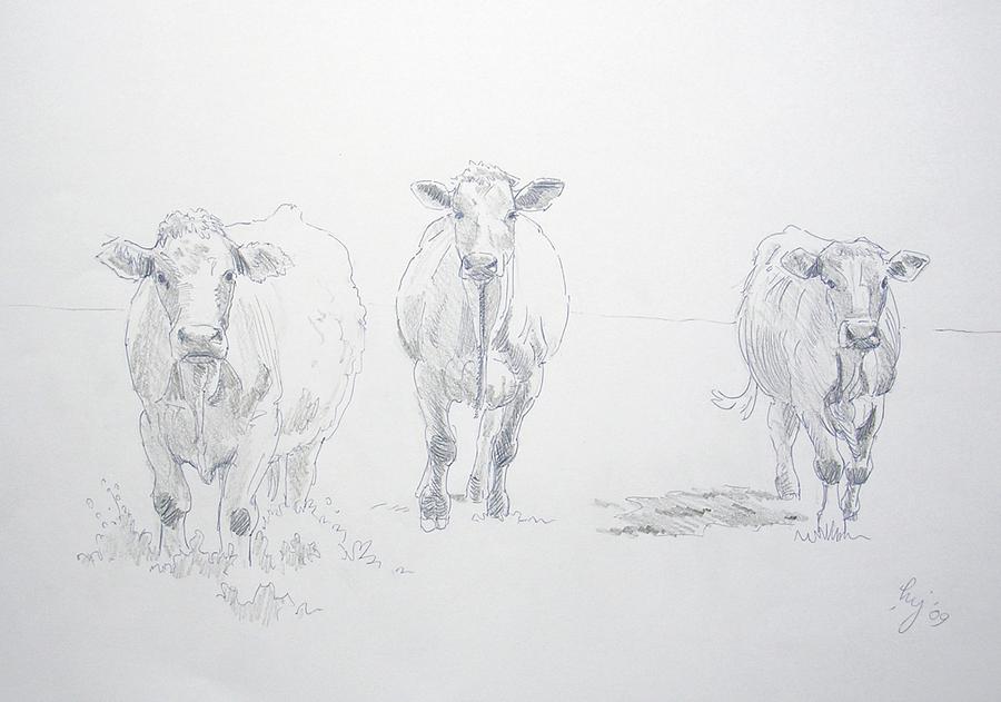 900x631 Pencil Drawing Of Three Cows Drawing By Mike Jory - Cow Pencil Sketches