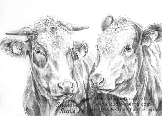 570x406 Pencil Drawing Cow Portrait A4 21x297cm Animal Cattle Cows Etsy - Cow Pencil Sketches
