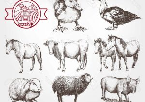 300x210 Sketches Of Farm Animals Cow Pencil Sketch Pencil Drawings Of Farm - Cow Pencil Sketches