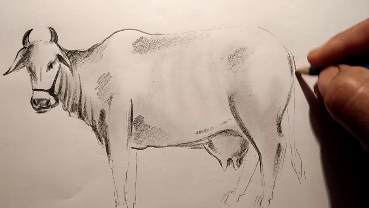 1280x720 A Cow Pencil Sketch - Cow Pencil Sketches