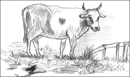 423x252 Cow Pencil Drawing - Cow Pencil Sketches