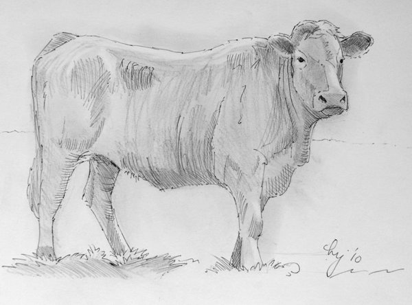 600x444 Cow Pencil Drawing Art Print By Mike Jory - Cow Pencil Sketches