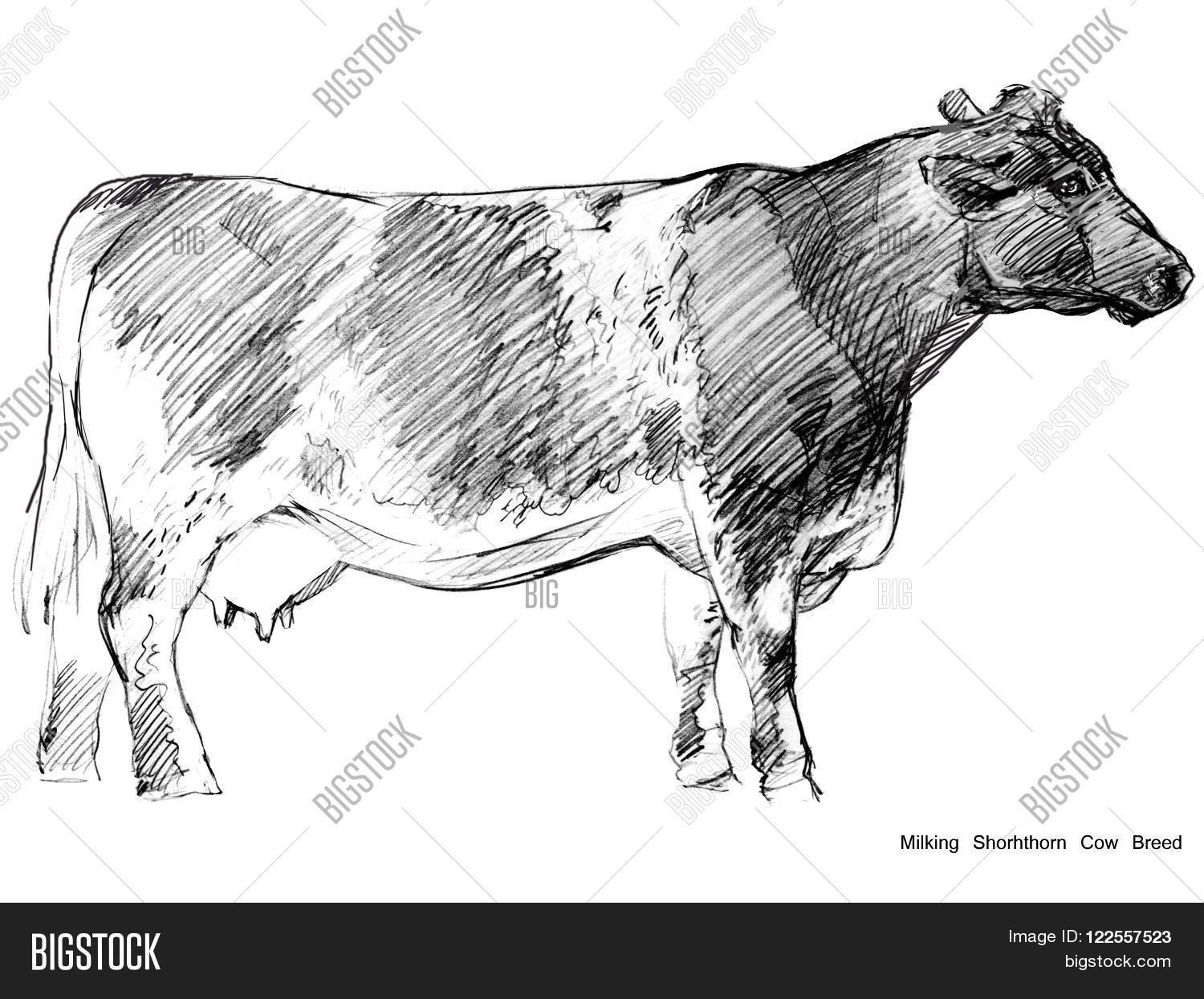 1500x1245 Cow Pencil Sketch Cow Cow Sketch Dairy Cow Pencil Image Photo Bigstock - Cow Pencil Sketches