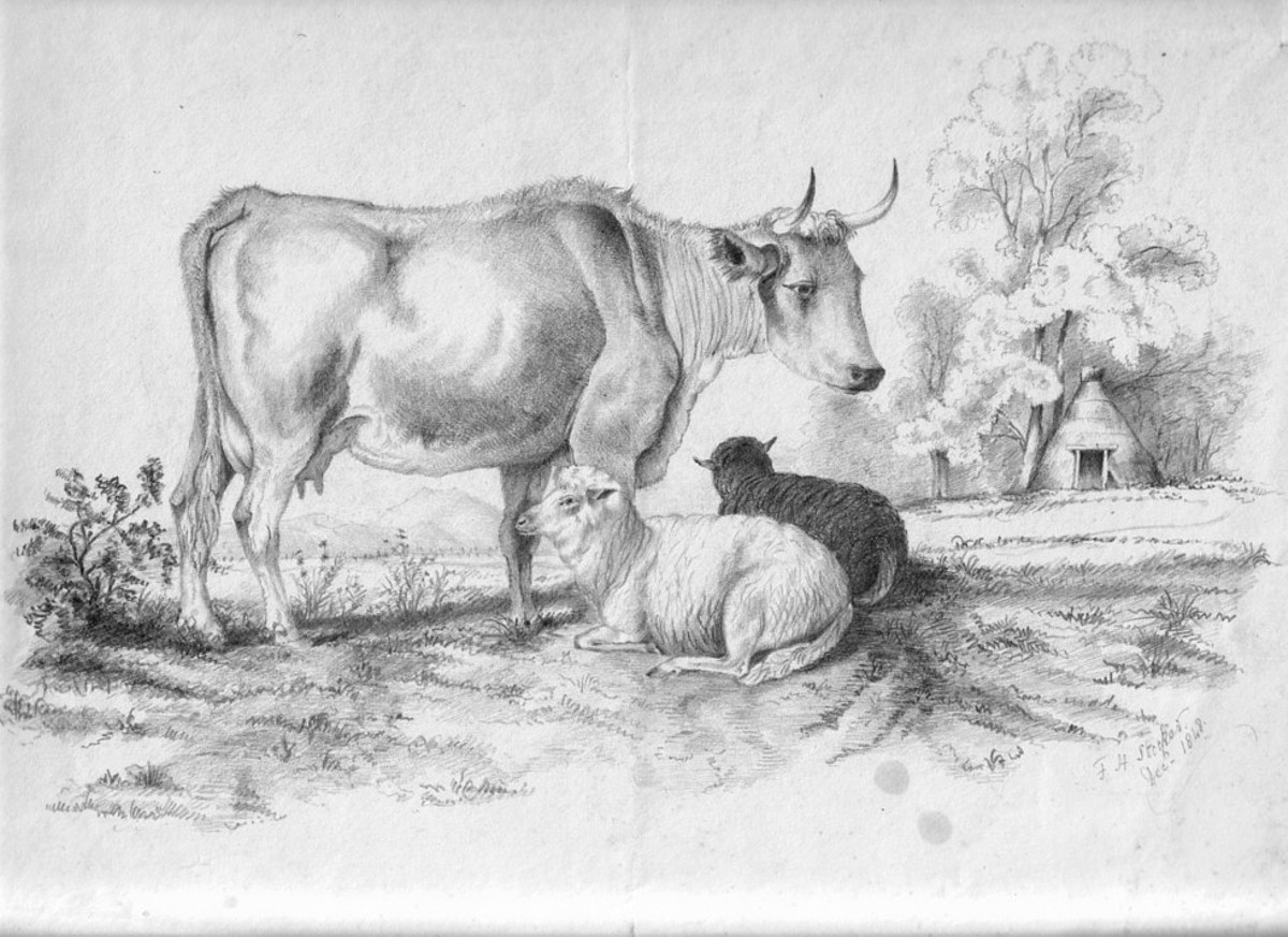 1200x873 Cow Pencil Sketch Cow Sheep X Blk Whites - Cow Pencil Sketches
