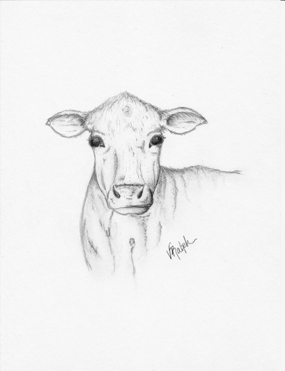 570x743 Cows Set Farmhouse Decor Cow Sketches Rustic Decor Cow Etsy - Cow Sketch