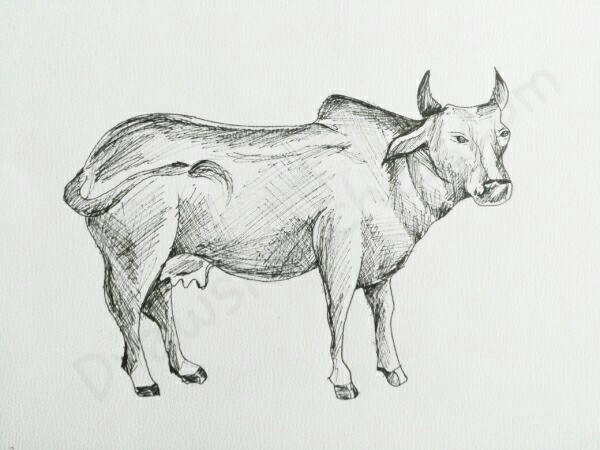600x450 How To Draw A Cow In A Few Easy Steps With Pictures - Cow Sketch