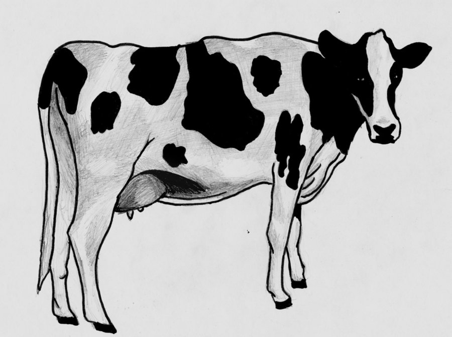 900x671 Sketch Cow By Timohuovinen - Cow Sketch