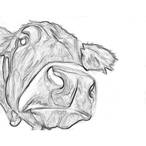 500x500 Cow Pop Art Sketch For Canvas Painting - Cow Sketch