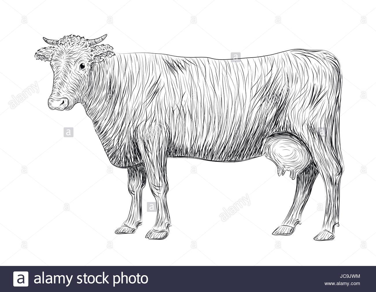 1300x1009 Bull Side View Outline Sketch Cow, Calf, Bull Cute Muzzle Animal - Cow Sketch Art