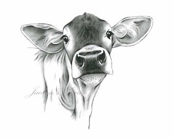 340x270 Cow Portrait Print Farmhouse Decor Cow Art Cow Charcoal Etsy - Cow Sketch Art