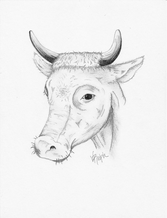 570x743 Cow Print 2 Farmhouse Decor Cow Sketch Cow Art Cow Etsy - Cow Sketch Art